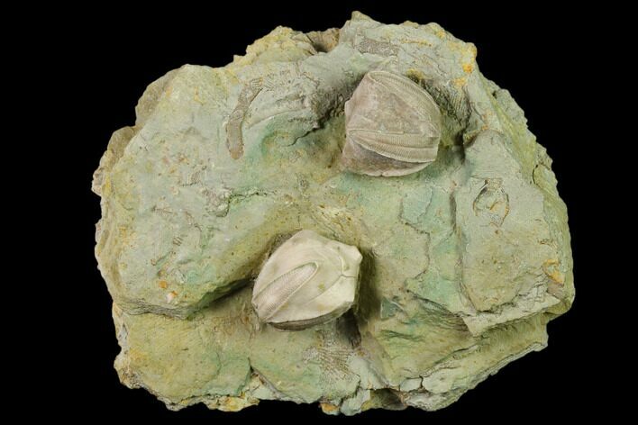 Multiple Blastoid (Pentremites) Plate - Illinois #135597